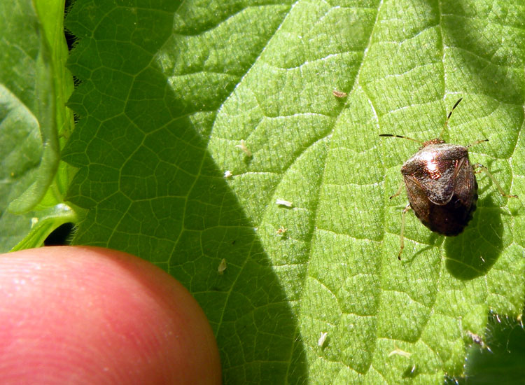 Pentatomidae: Eysarcoris venustissimus dell''Emilia (RE)